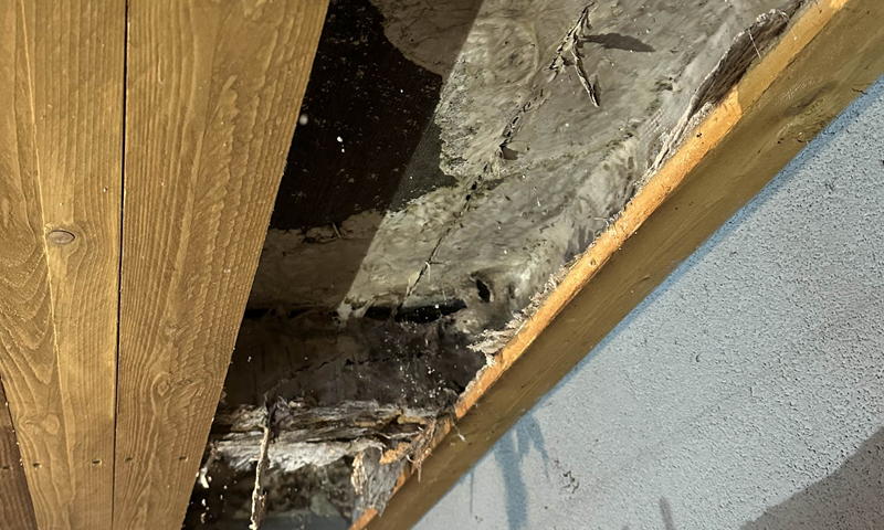 Jak poznat dřevomorku v domě