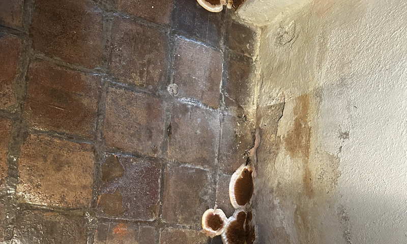 Odborný zásah proti dřevomorce domácí