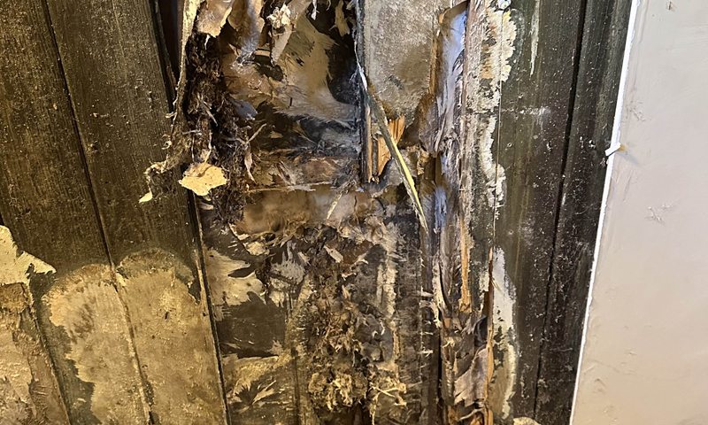 Zastavení degradace dřeva dřevomorkou