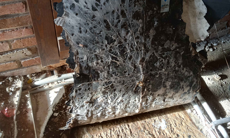 Příznaky napadení dřevomorkou v podlaze