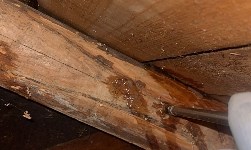 Likvidace červotoče v trámech