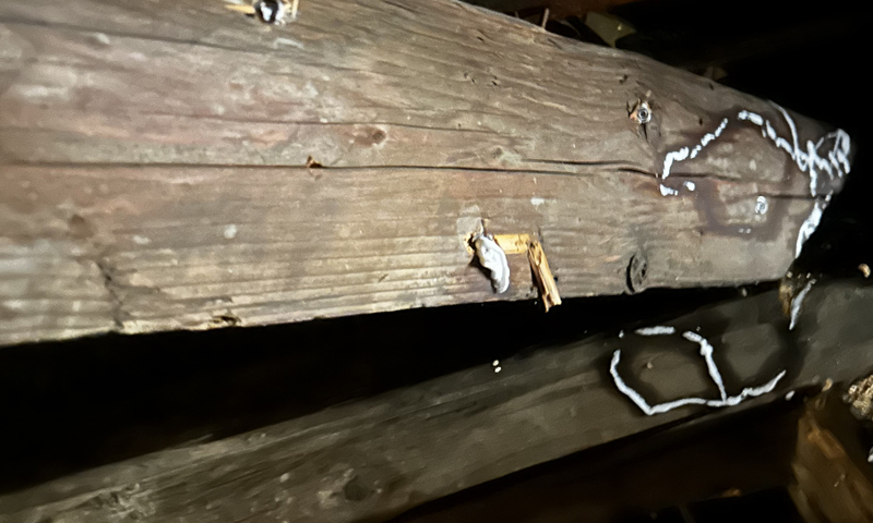 Profesionální likvidace škůdců dřeva