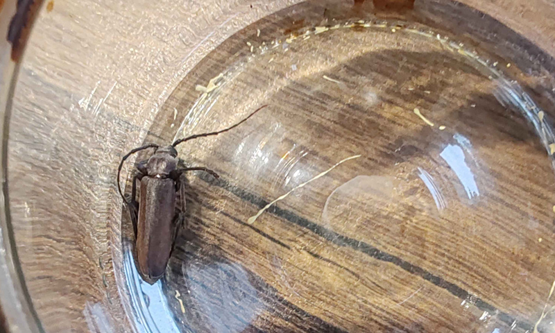 Diagnostika nemovitosti technikem