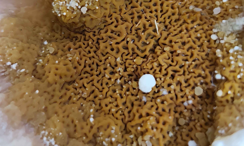 dřevomorka domácí