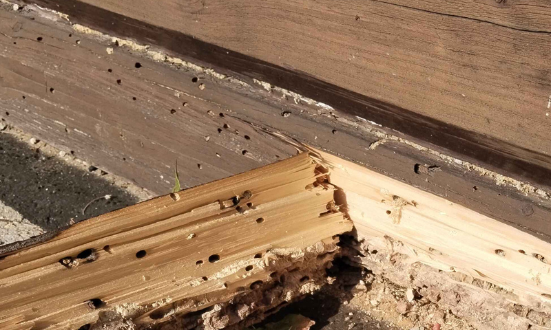 mravenec dřevokaz 2