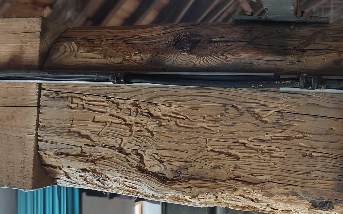 Likvidace dřevokazných škůdců